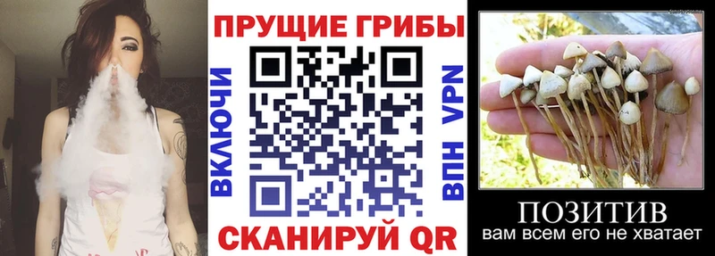 Галлюциногенные грибы мицелий Сенгилей